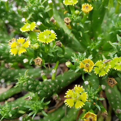 Euphorbia Flanaganii | Medusa's Head