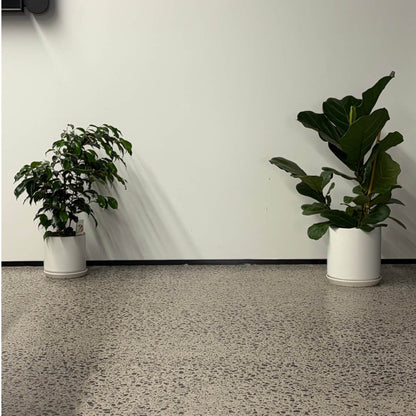 Conference Room Plants nz