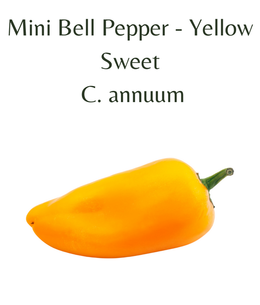 Mini_Bell_Pepper_-_Yellow_Chilli_Seeds_10_seeds