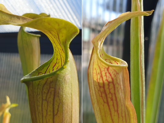 Sarracenia (American Pitcher Plants) Pack - Option 2