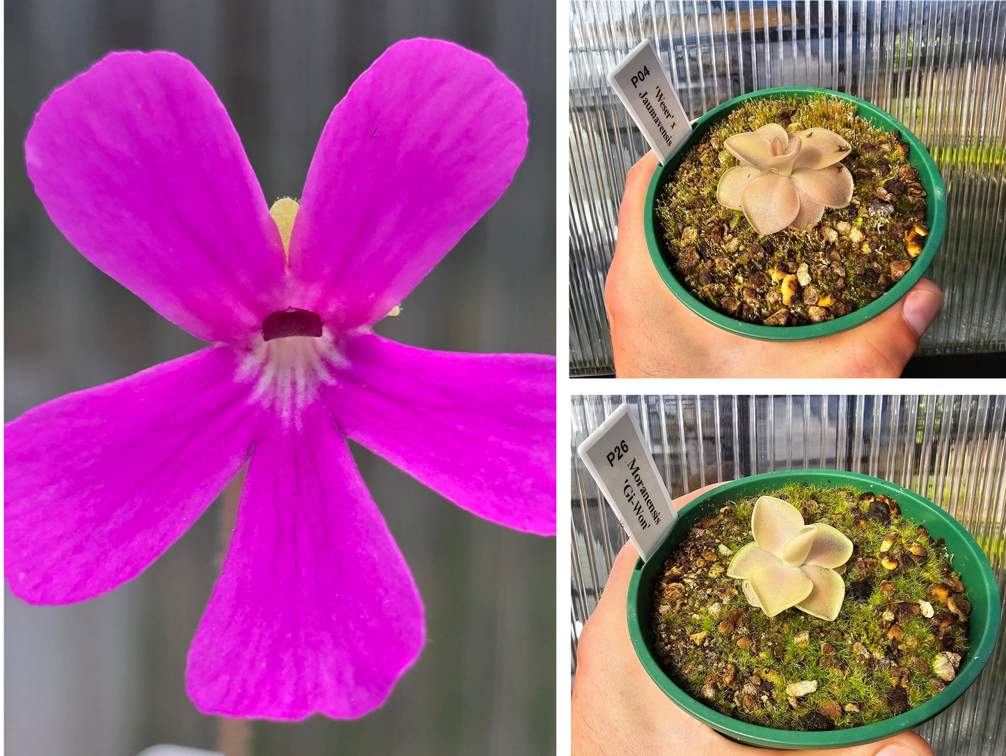 Pinguicula (Mexican Butterwort) Pack - Option 2