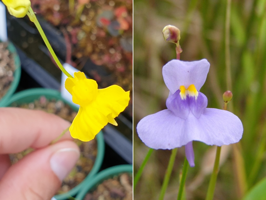 Utricularia mix - praelonga and tricolor - Tropical Bladderworts