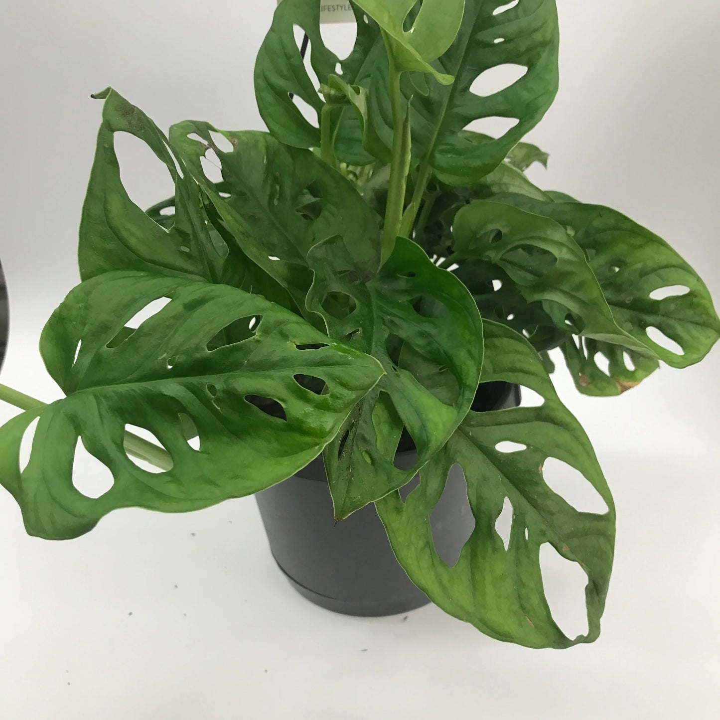 12cm Monkey Mask
indoor Plant Fort lane Auckland City