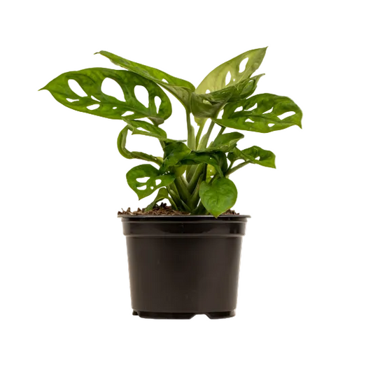 Monstera Monkey Mask 12cm