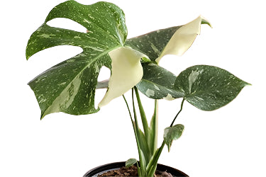 variegated plant with green and cream leaves against a white background