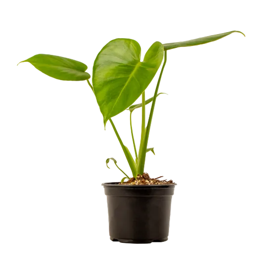 Monstera deliciosa 12cm