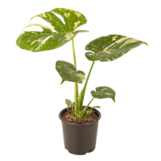 Monstera Thai Constellation 12cm