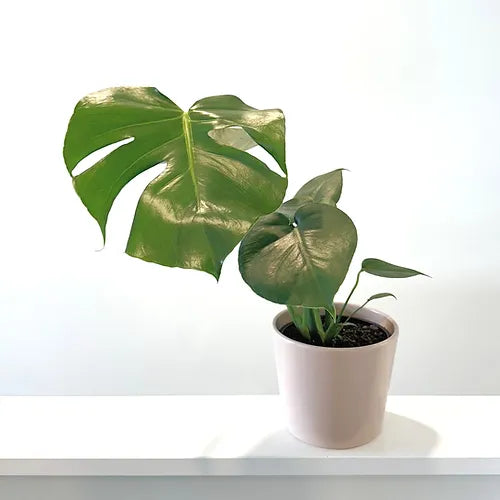 Monstera deliciosa