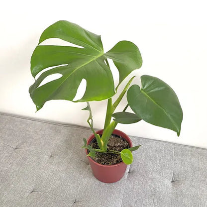 Monstera deliciosa