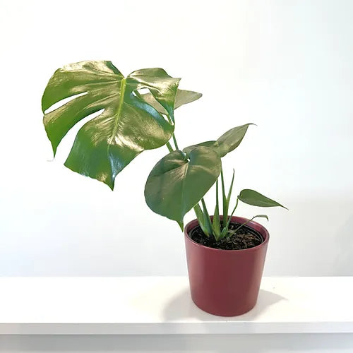 Monstera deliciosa