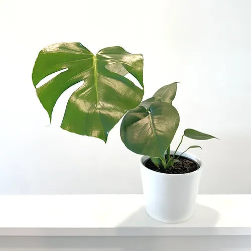 Monstera deliciosa