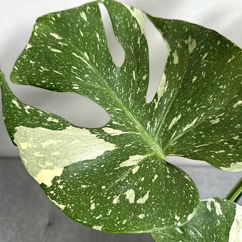 Monstera 'Thai Constellation'