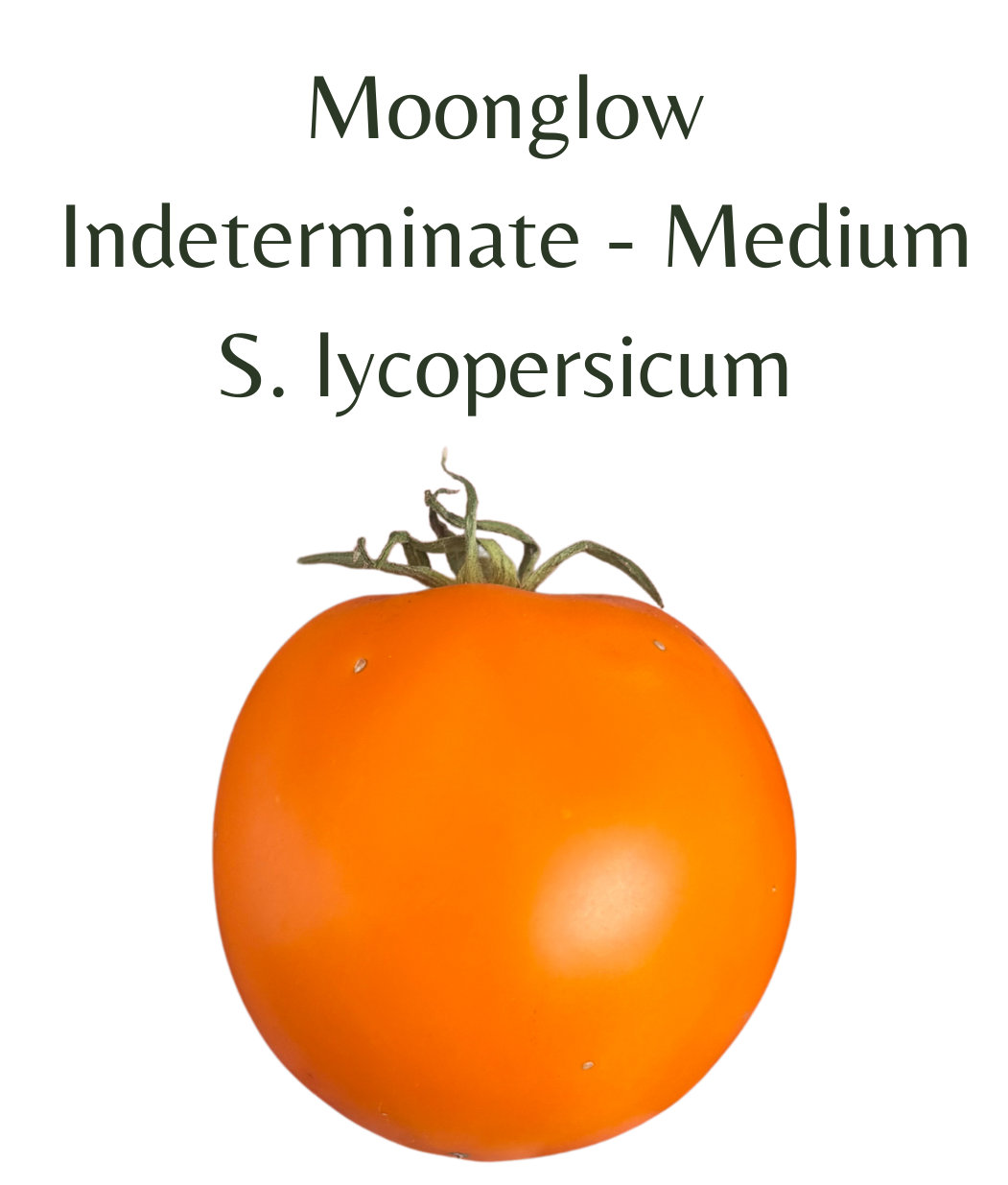 Moonglow_Tomato_10_seeds