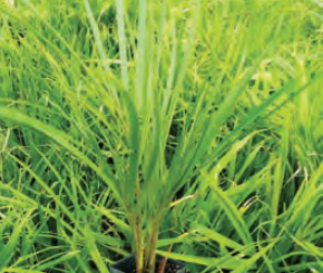 Rhopalostylis sapida | Native Nikau