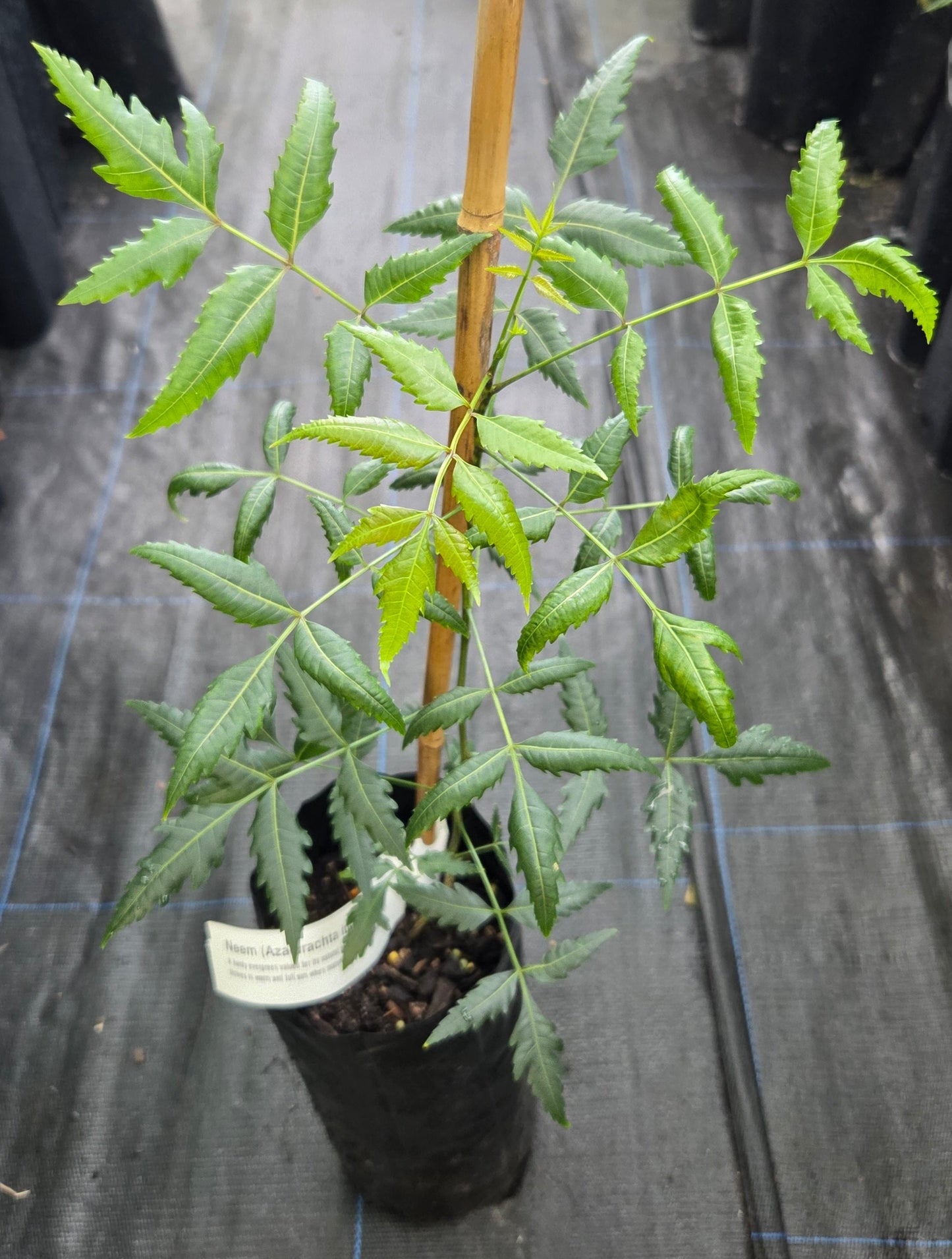 Neem Plant