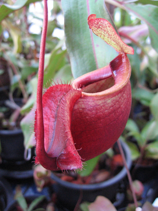 Nepenthes mirabilis var. globosa - Lowland Tropical Pitcher Plant