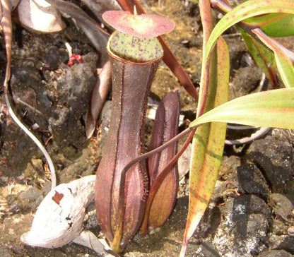 Nepenthes gracilis 'Brown Form'