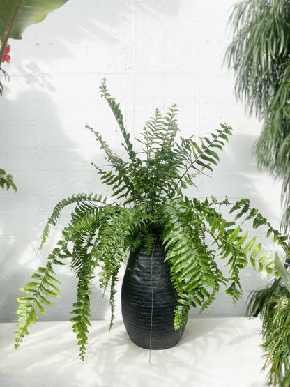 Nephrolepis macho fern