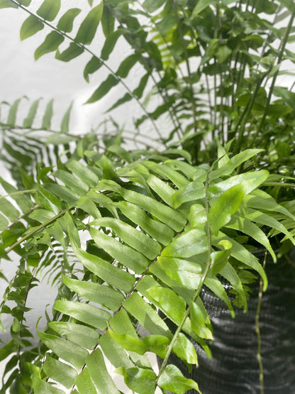 Nephrolepis macho fern