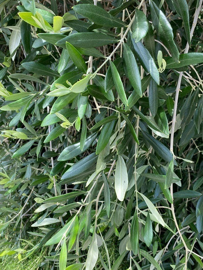 ?!label-Indicative photo