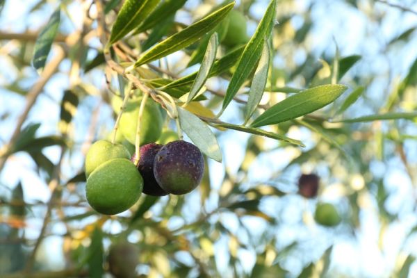 ?!label-Indicative photo