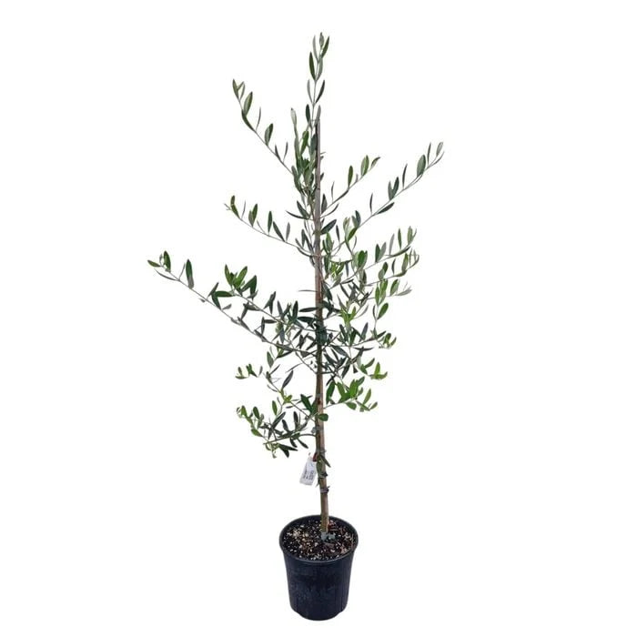 Olive 'Ascolano' 3.3ltr