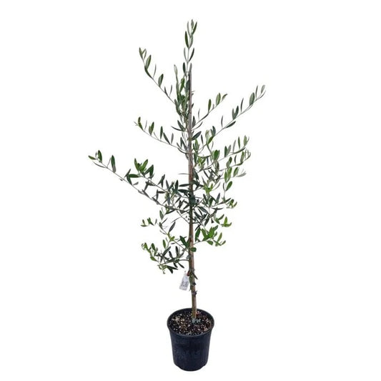 Olive 'Ascolano' 3.3ltr
