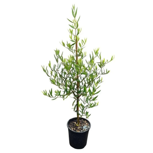 Olive 'El Greco' 3.3ltr