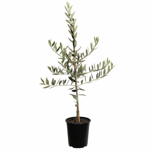 Olive 'Picholine' 3.3ltr
