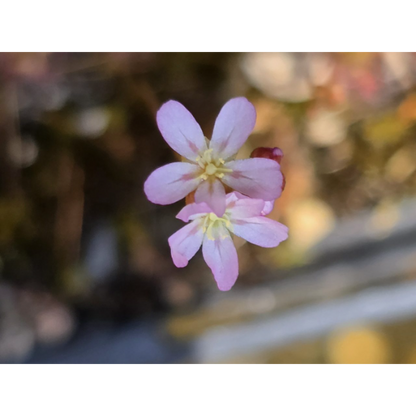 Drosera omissa × pulchella - Pygmy Sundew