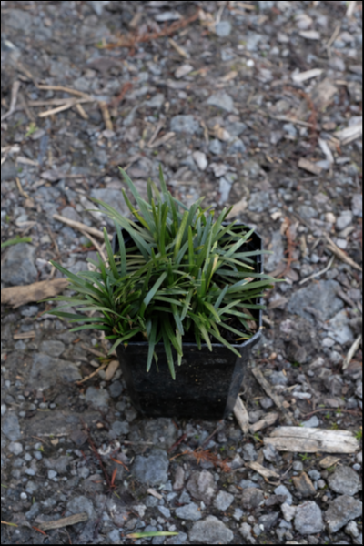 Dwarf Mondo Grass 'Nana' 9cm pot