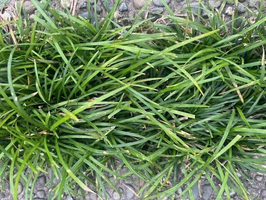 Ophiopogon japonicus 'Long' | Mondo Grass 7cm