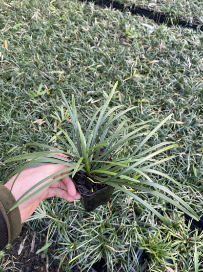 Mondo Grass Green 9cm pot