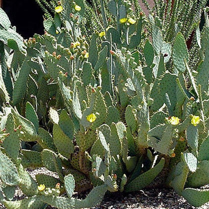 Opuntia Linguiformis | Cow's Tongue Prickly Pear