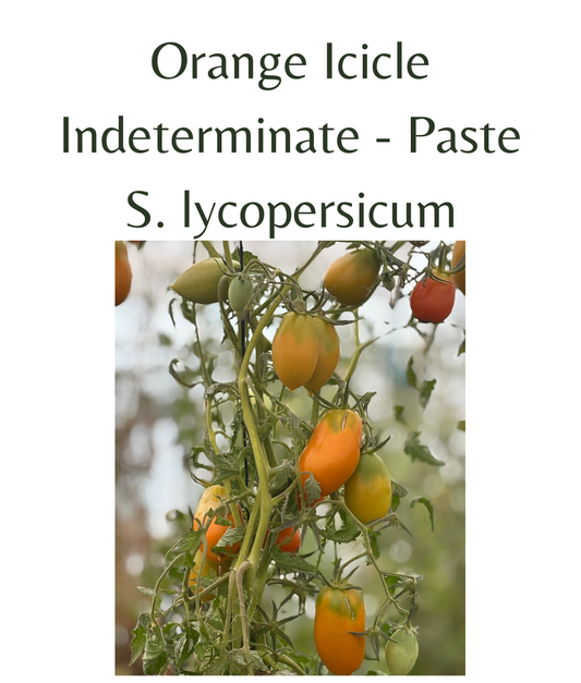 Orange_Icicle_Tomato_10_seeds