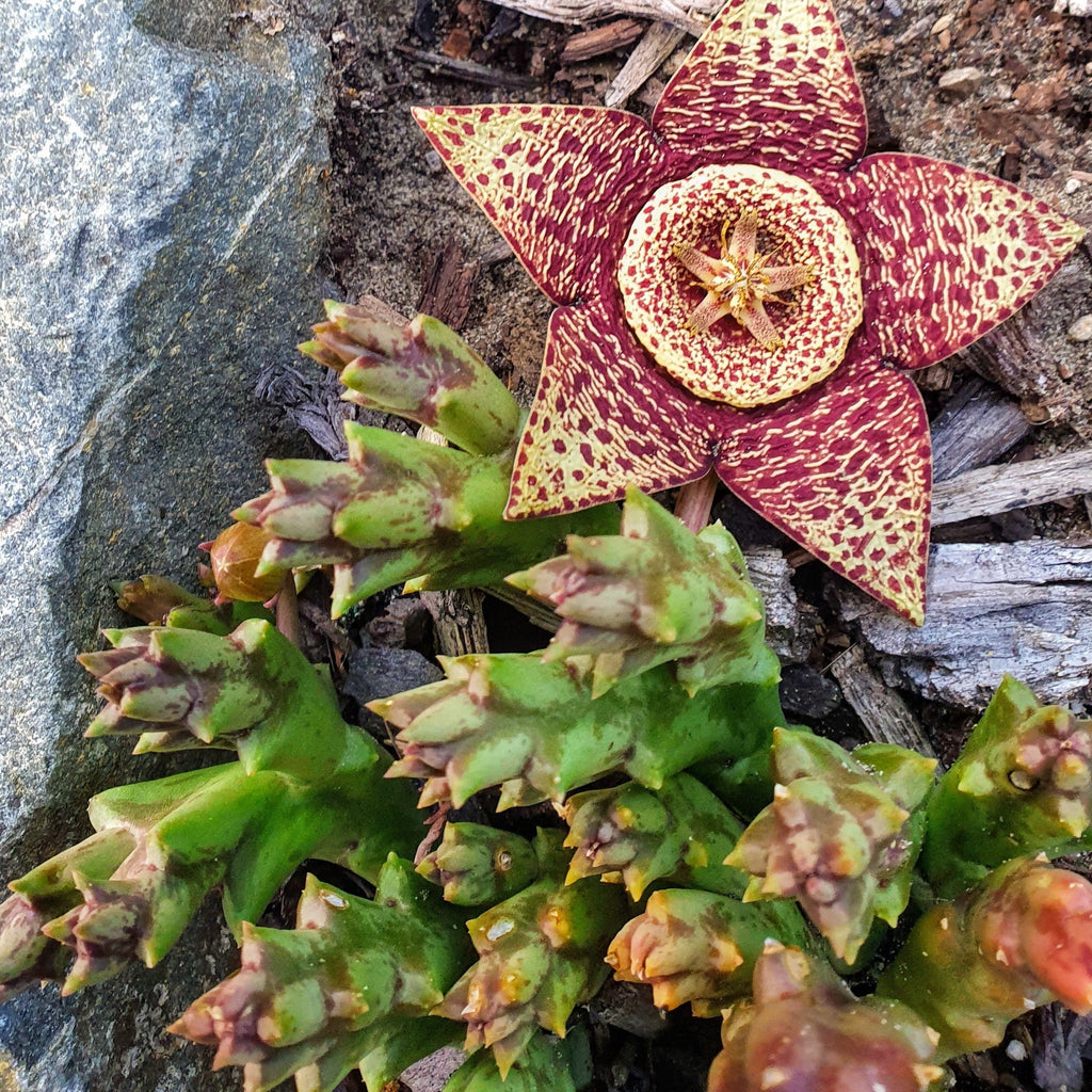 Orbea Variegata | Starfish Plant