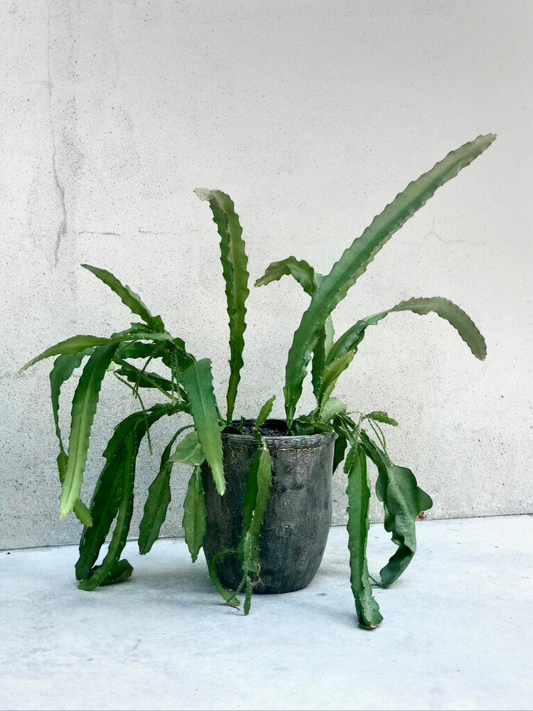 Epiphyllum - Orchid cactus