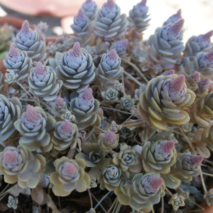 Orostachys Iwarenge | Dunce Cap