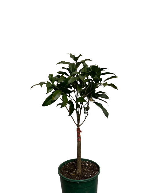 Osmanthus fragrans var. thunbergii (Grafted)