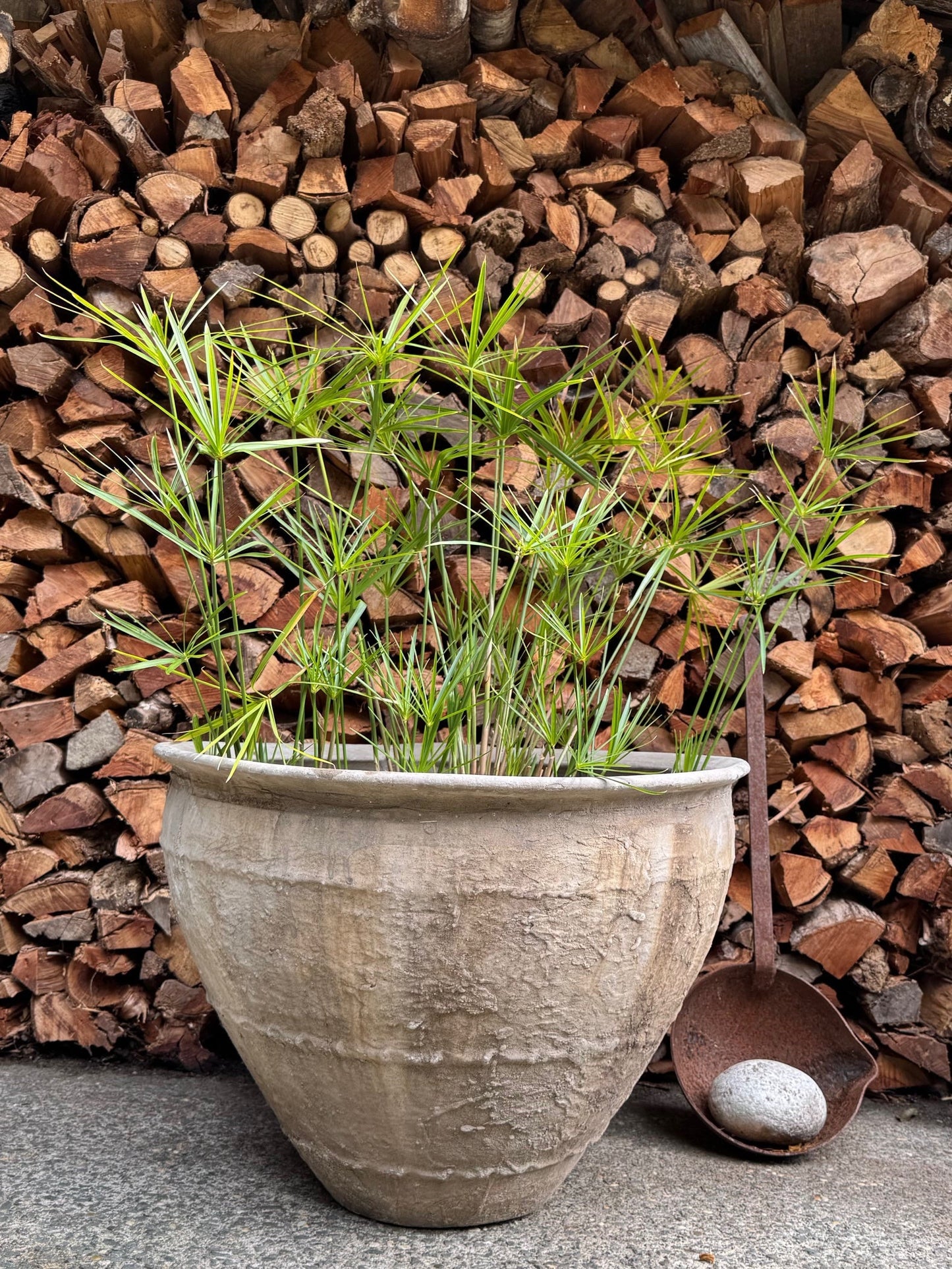 Cyperus alternifolius