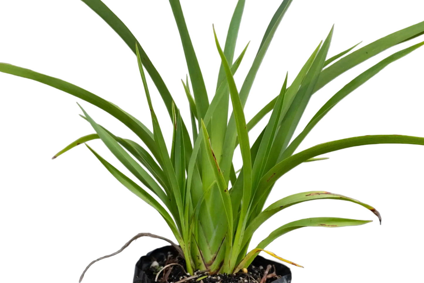 Phormium 'Emerald Green' 1ltr