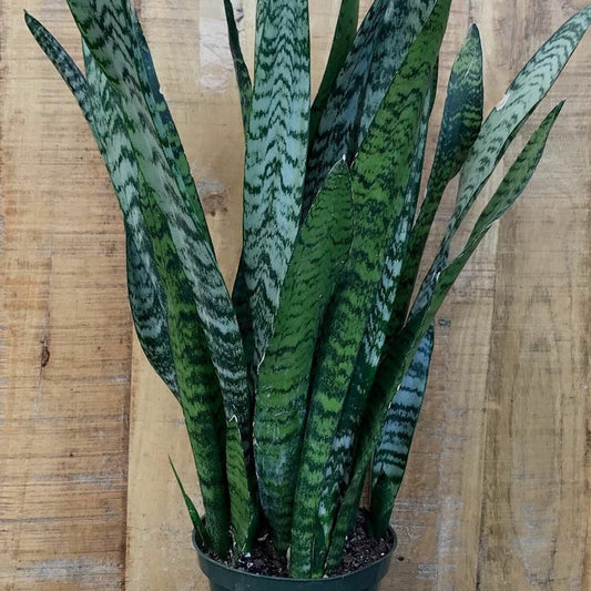 Sansevieria Trifasciata