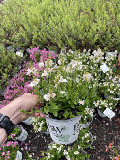 Proven Winners: Diascia 'Snow'