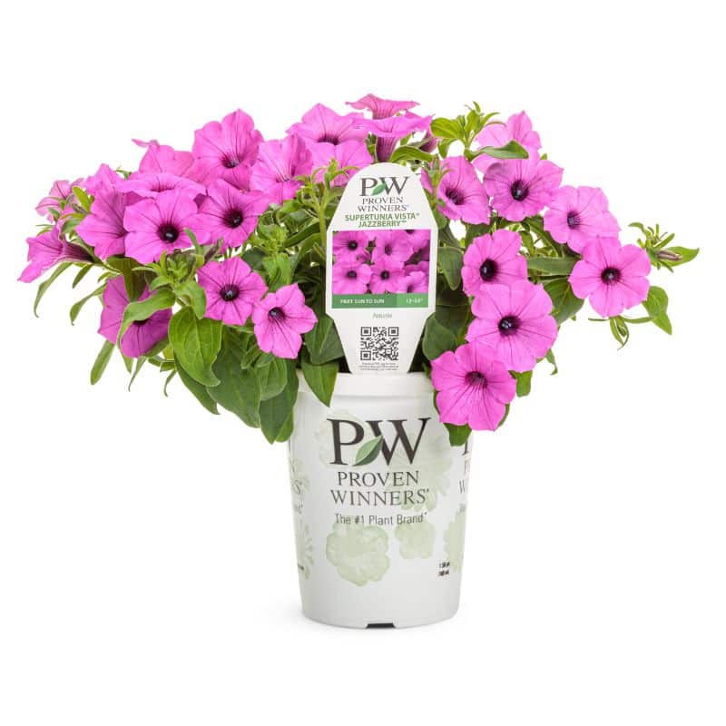 Proven Winners: Petunia Supertunia Vista 'Jazzberry'