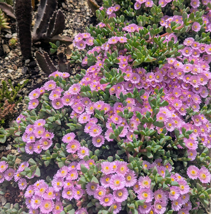 Oscularia Deltoides | Tooth-leaf Rock Vygie