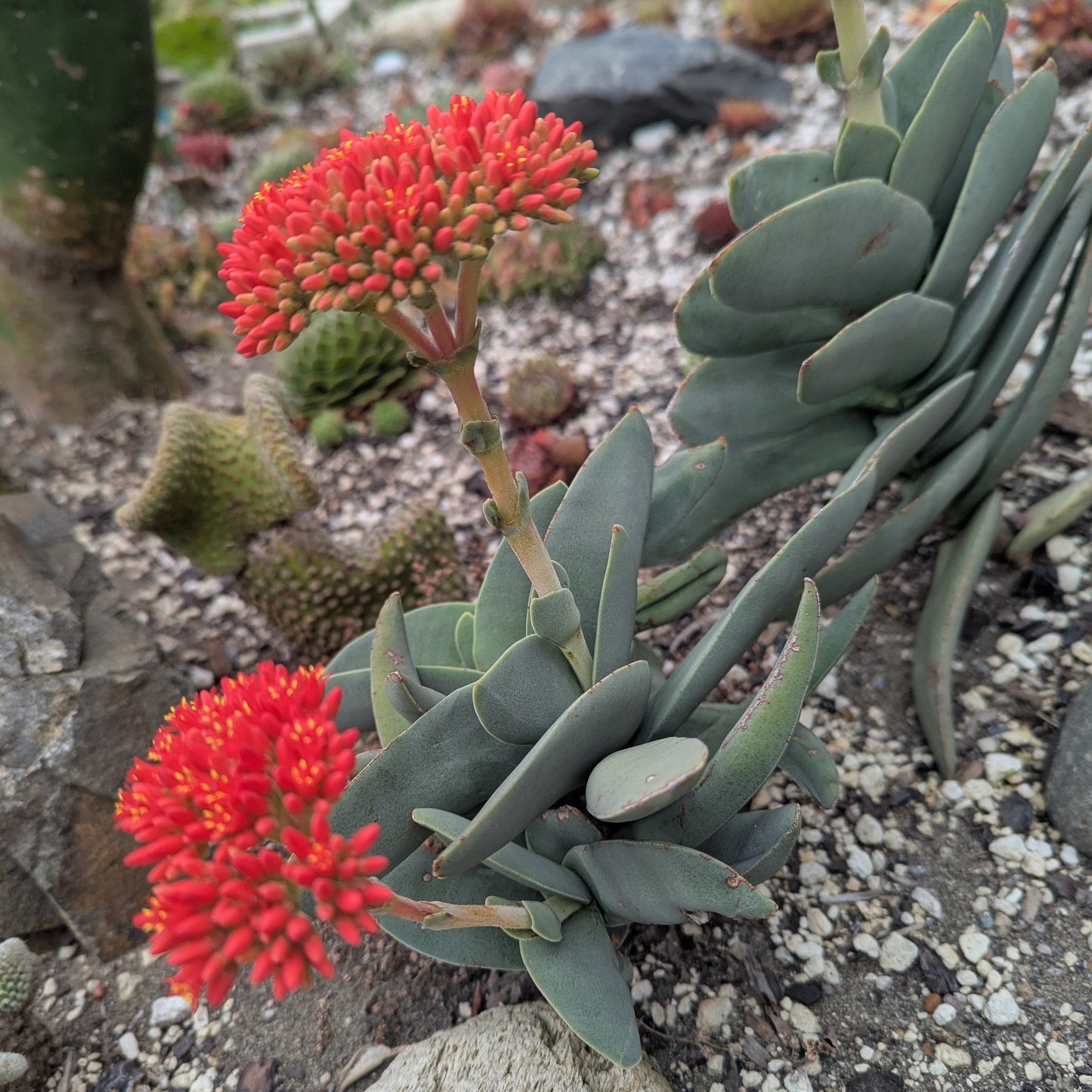 Crassula Falcata | Propeller Plant
