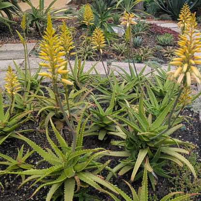 Aloe Bush Baby Yellow