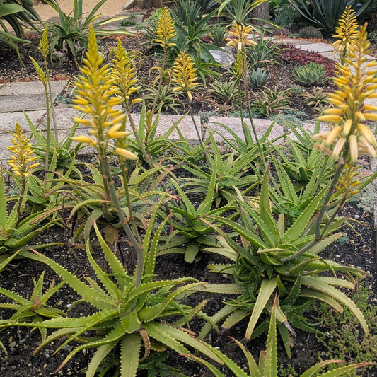Aloe Bush Baby Yellow