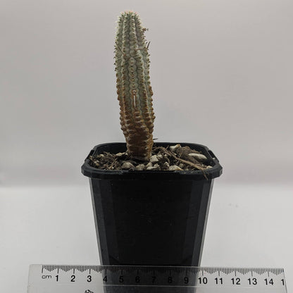 Euphorbia Mammillaris Variegata Corn Cob Cactus