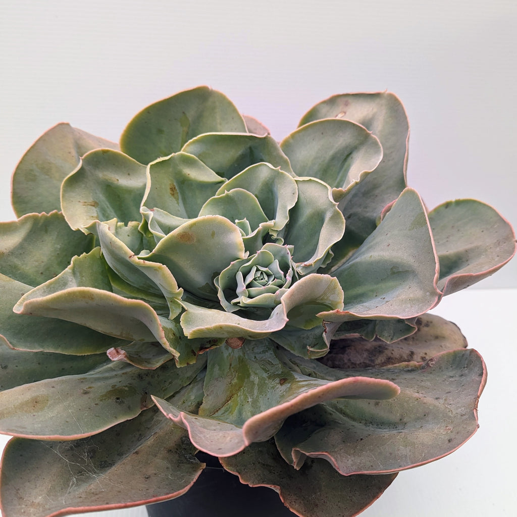 Echeveria Marshmallow | Echeveria Lincoln